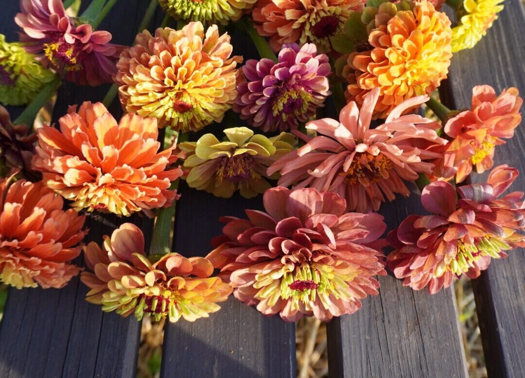 DSC02237 kwiaty cięte