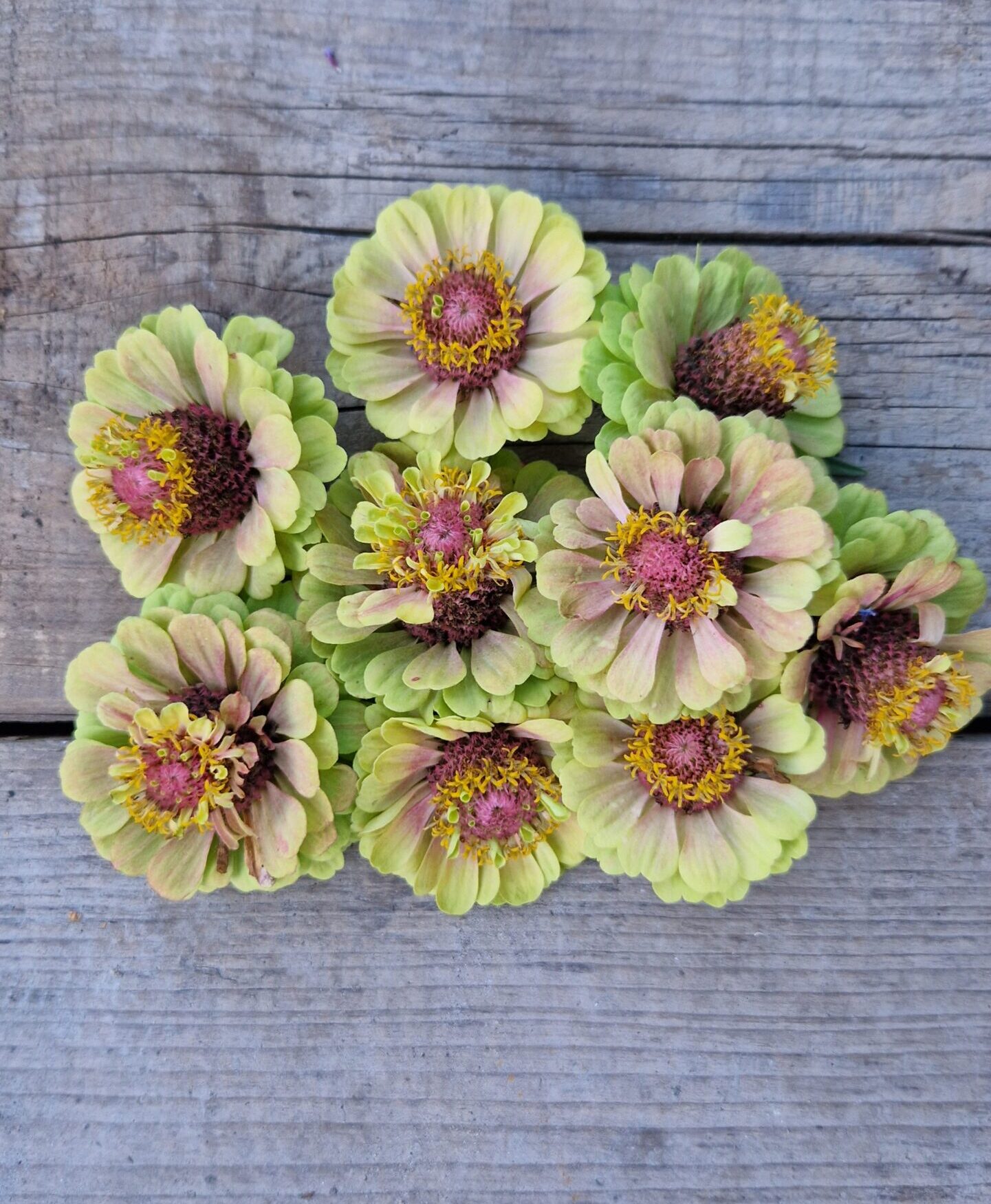 Cynie – kwiaty idealne do bukietów i na rabaty ozdobne