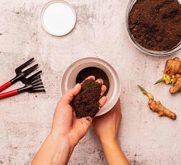 Czy fusy z kawy użyźniają glebę?