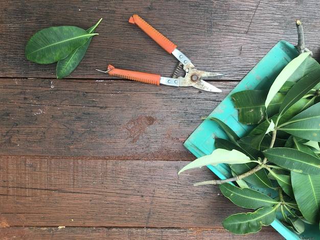 Czym naostrzyć sekator w domowych warunkach?