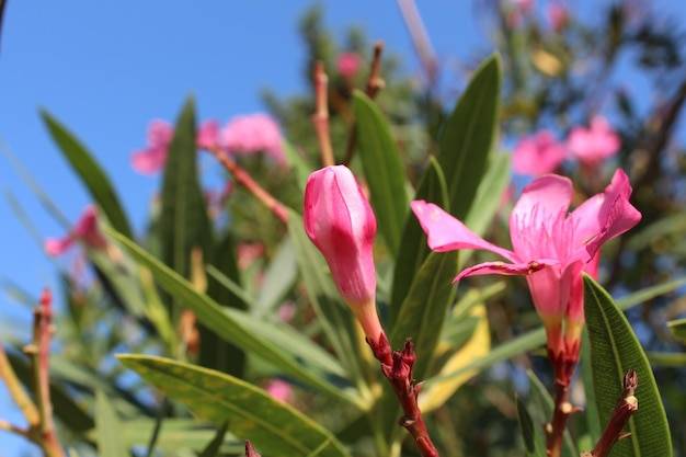 Do kiedy można nawozić rododendrony żeby cieszyć się pięknymi kwiatami?