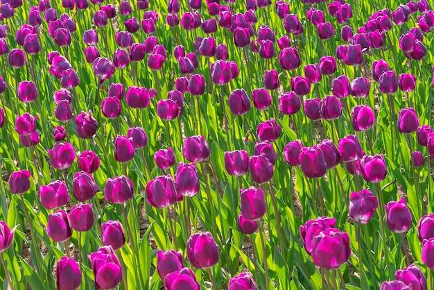 Gdzie znaleźć tulipana w The Sims 4?