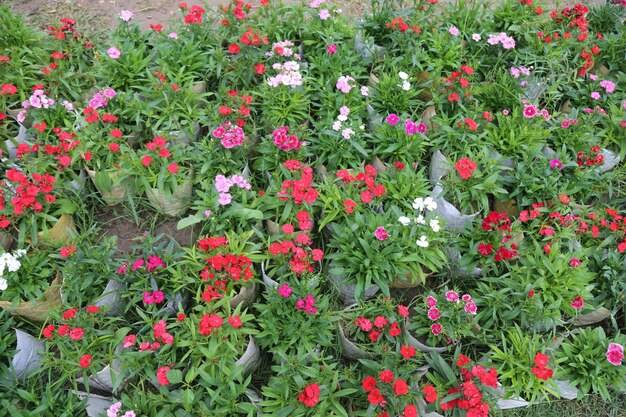 Jak dobrać rośliny na rabatę aby cieszyć się kolorowym ogrodem?