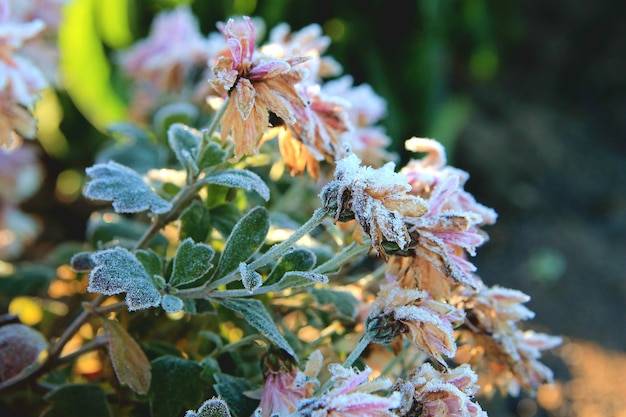 Jak ebook kwiaty jednoroczne odporne na mróz może ułatwić planowanie ogrodu?