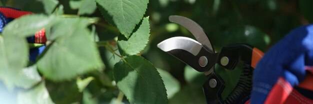 Jak naostrzyć sekator elektryczny samodzielnie?