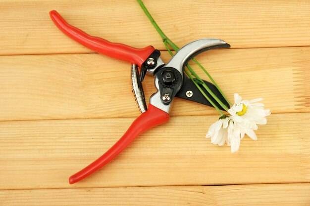 Jak naostrzyć sekator ogrodowy w domowych warunkach?