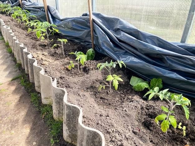 Jak sadzić rośliny pod agrowłókniną w ogrodzie?
