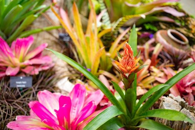 Jak wybierać kwiaty ciepłolubne i dwuletnie ebook do swojego ogrodu?