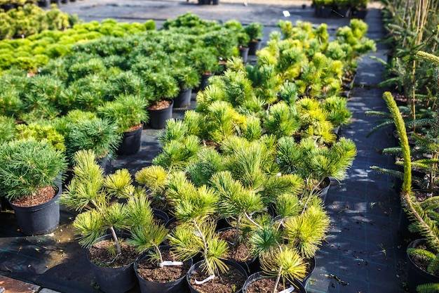 Jak zaprojektować ogród z iglaków w swoim otoczeniu?