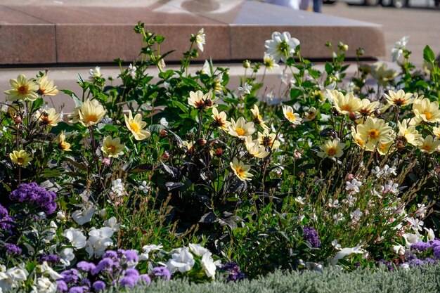 Jak zaprojektować ogródek kwiatowy, by cieszył oczy przez cały sezon?