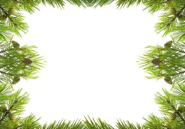 Jak zaprojektować rabatę z iglakami w przydomowym ogrodzie?