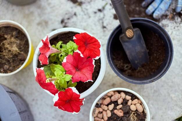 Jaki nawóz pod hibiskusa ogrodowego sprawdzi się w polskich warunkach?