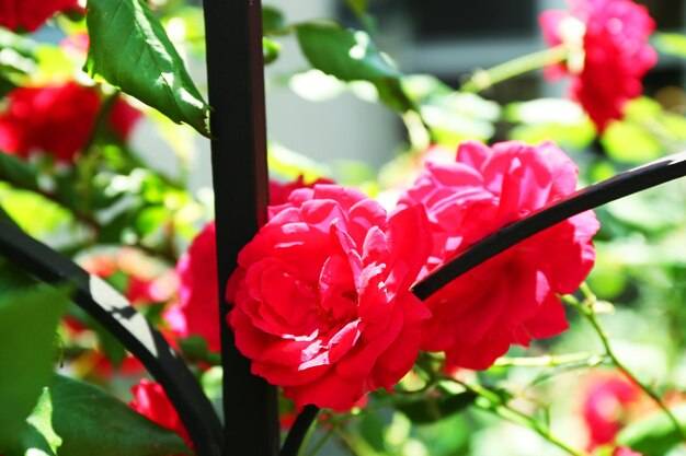 Kiedy nawozi się rododendrony aby cieszyć się bujnym kwitnieniem?