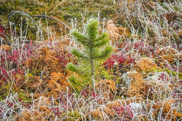 Kiedy nawozić iglaki jesienią aby wzmocnić je przed zimą?