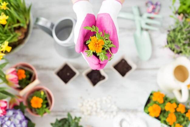 Kiedy przesadzać kwiaty kalendarz ogrodnika na nowe sezony