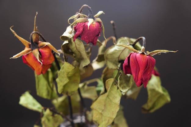 Kwiat benjamin czy jest szkodliwy dla domowników?