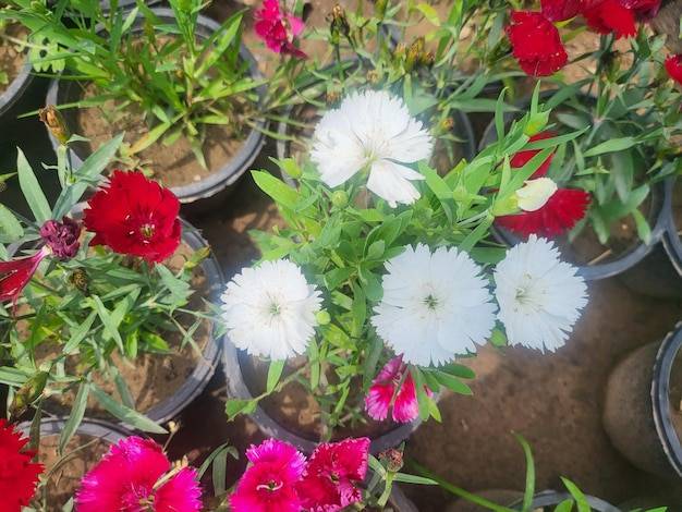 Na czym polega kurs uprawy kwiatów ciętych Srebrny Ogród?