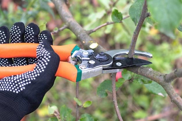 Sekator Fiskars jaki wybrać do swojego ogrodu?