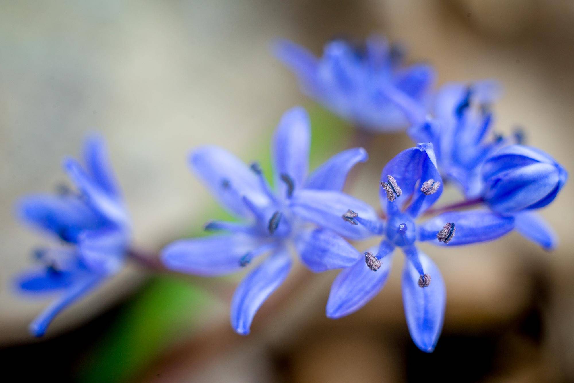 Co kwitnie na niebiesko w ogrodzie?