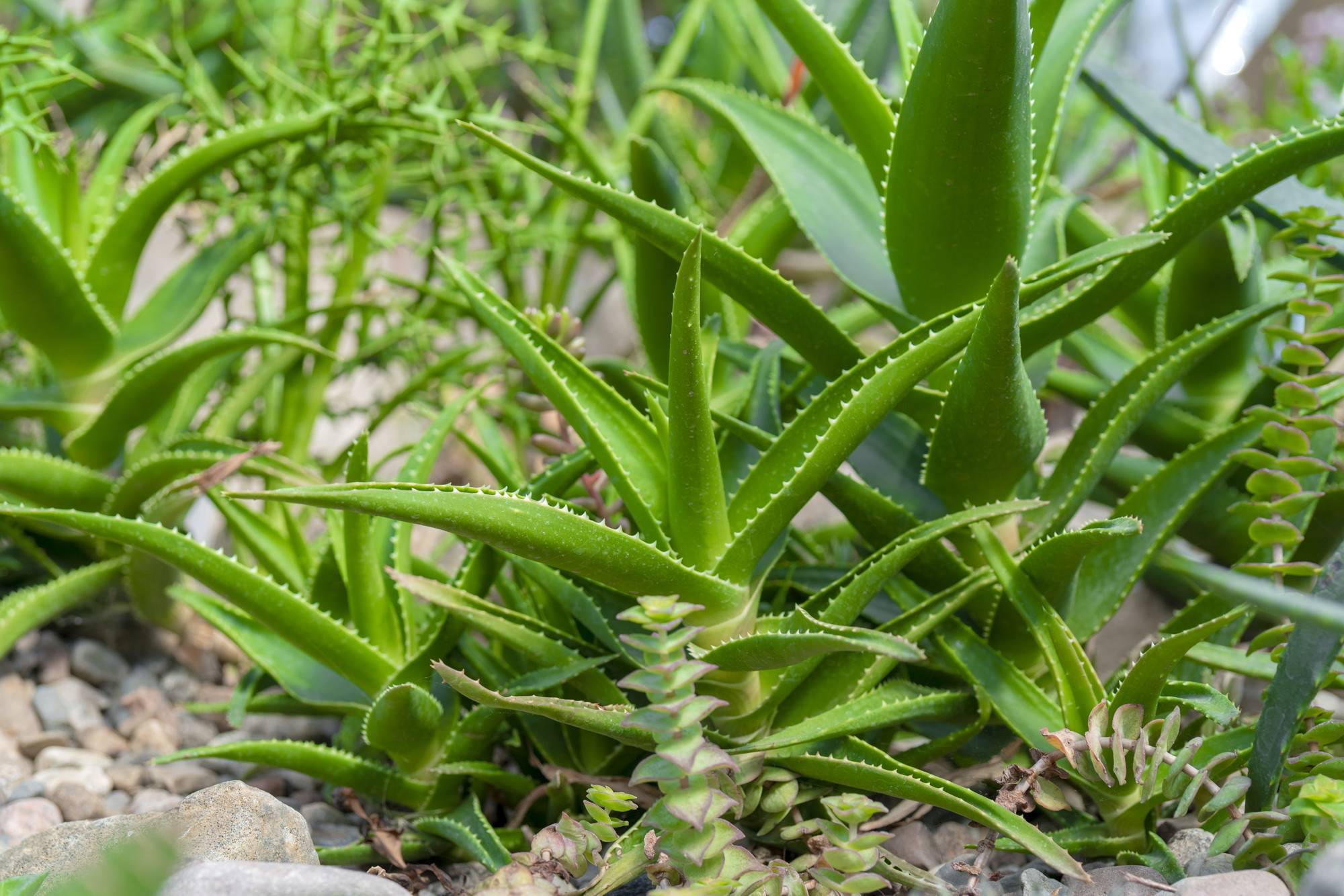 Czy aloes drzewiasty jest jadalny?