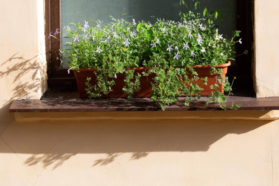 Jaka ziemia do ziół na balkonie sprawdzi się w uprawie aromatycznych roślin?