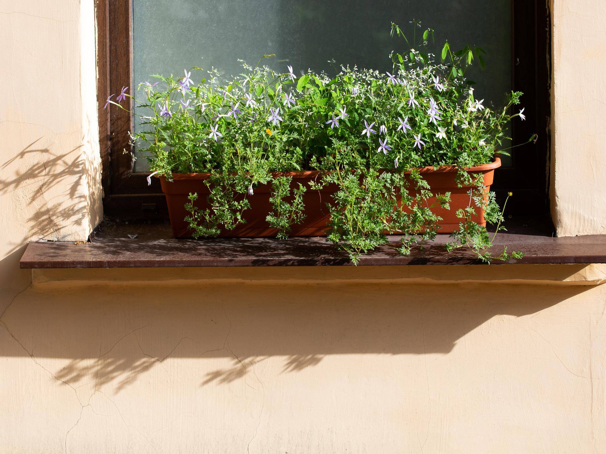 Jaka ziemia do ziół na balkonie sprawdzi się w uprawie aromatycznych roślin?