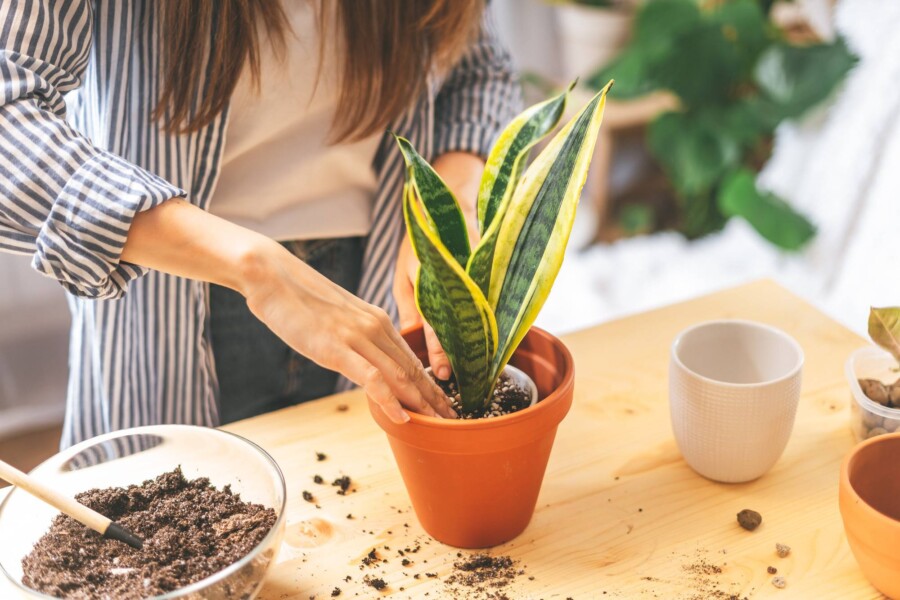 Sansevieria jak rozsadzić roślinę w domowych warunkach