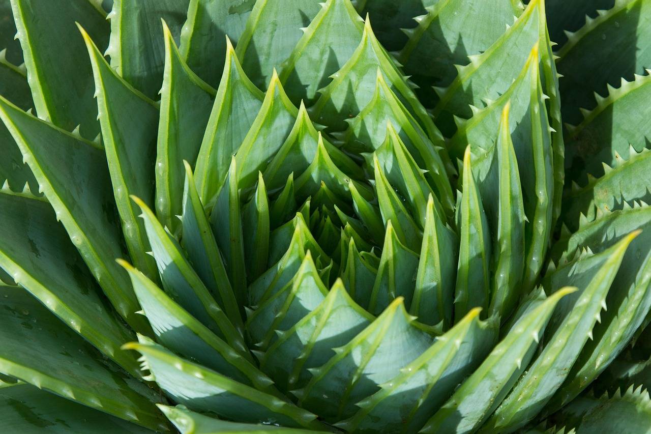 Aloes gdzie kupić kwiat w Twojej okolicy?