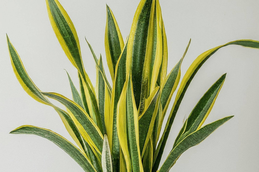 Dracena kwiat jak pielęgnować aby pięknie rósł?