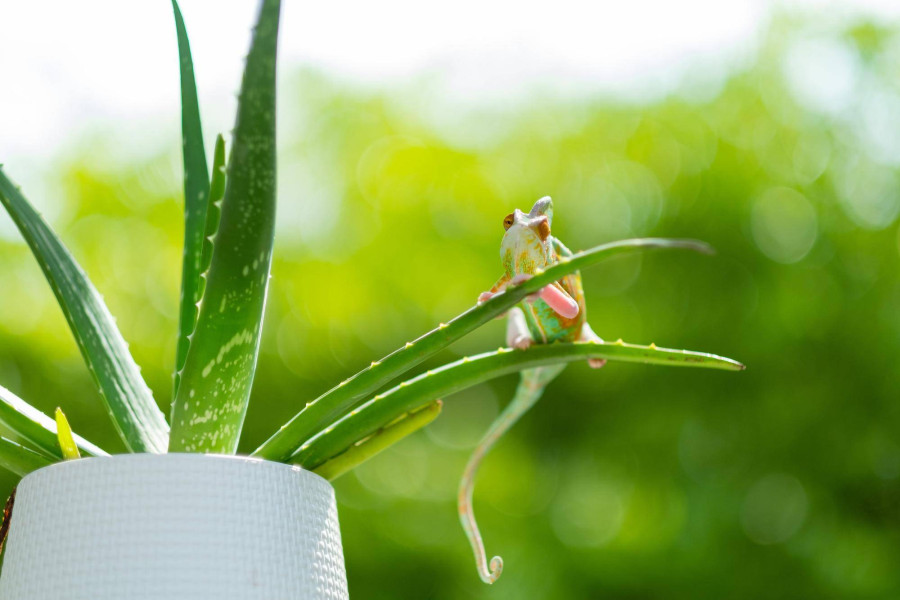 Jak podlewać aloes zimą żeby cieszył się zdrowiem?