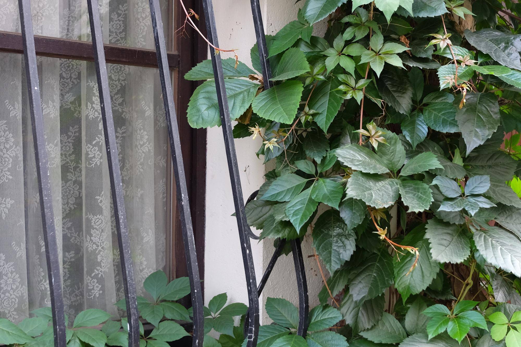 Jakie pnącze sprawdzi się na wietrznym balkonie?