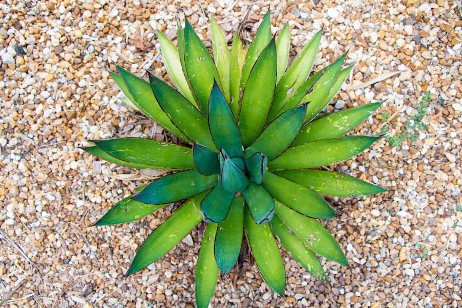 Kaktus jak aloes czy te rośliny są do siebie podobne?